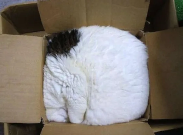 KEDİLERİN HER YERE SIĞABİLECEĞİNİ KANITLAYAN KARELER...