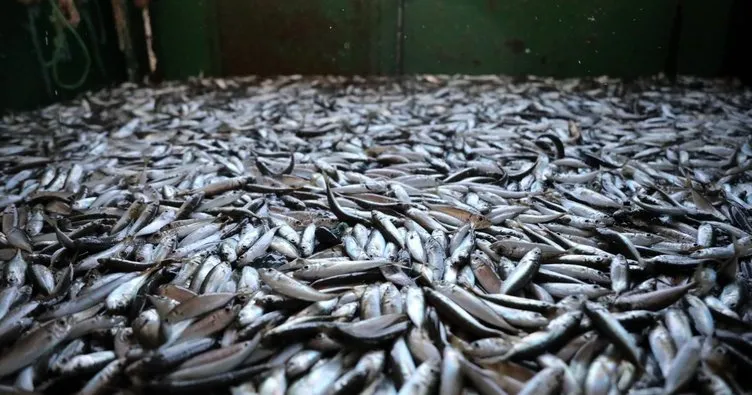 Denizlerde balık bolluğu, hamsi 80 liradan 40’a düştü