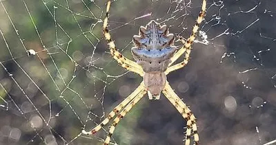 Dünyanın en zehirli örümceklerinden bir tanesi! O ilimizde ortaya çıktı: Vatandaşlar panik oldu