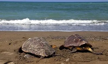 Tarım ve Orman Bakanlığı’ndan deniz kaplumbağalarına koruma