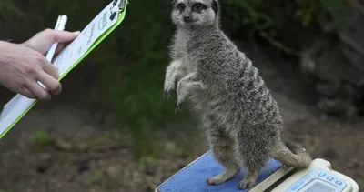 Hayvanat bahçesindeki canlıların boy ve kiloları ölçüldü, ortaya komik görüntüler çıktı! Tarantula, kaplan, penguenler…