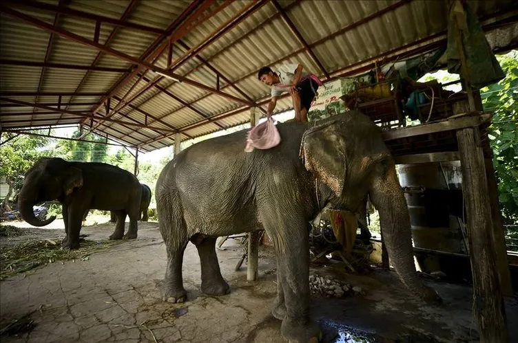 Tayland’ın simgesi: filler