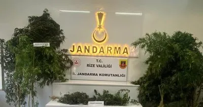 Jandarma’dan kenevir operasyonu #rize