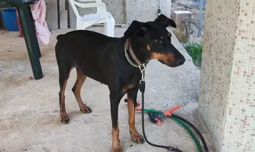 Tina 74 gün sonra geri döndü