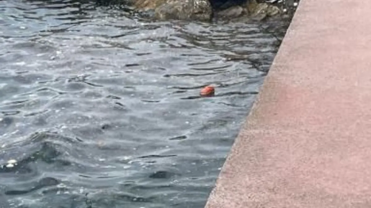Karamürsel sahilinde şok eden olay! Kayalıklarda erkek cesedi bulundu