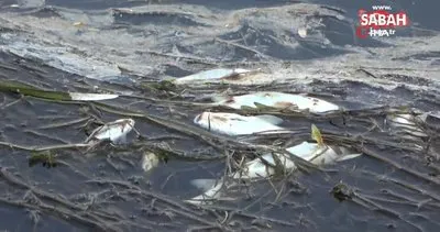 Hakkari Yüksekova’da korkutan balık ölümleri | Video