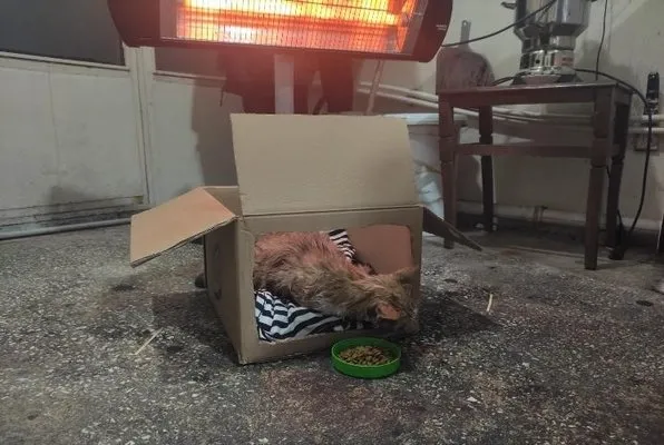 Karlıova’da duyarlı bir esnaf, donmak üzere olan kediye sahip çıktı