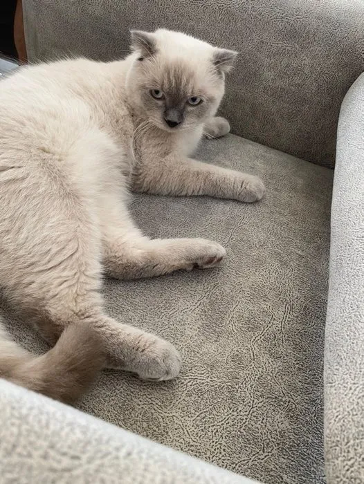 15 gün önce sahiplenmişti: Kedi Pamuk’u bulana ödül!