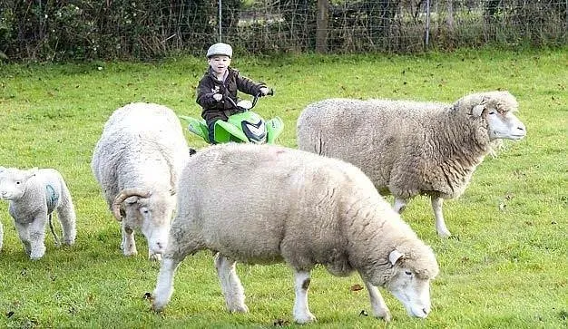 Dünyanın en küçük çobanı