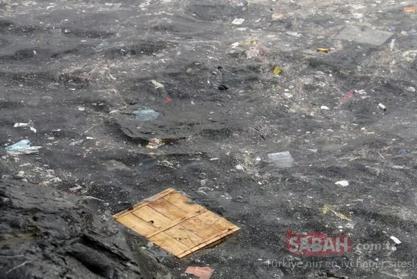 Yenikapı sahilinde iç acıtan görüntü... Balıklar kirliliğin içinde yaşam savaşı veriyor