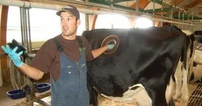 Bu resmen vahşet! Birkaç litre fazla süt için ineklere yaptıklarına bakın