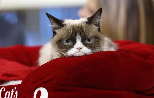 Huysuz Kedi sahibine internetten 188 milyon TL kazandırdı!