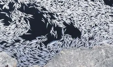 Nallıhan’da barajdaki balık ölümlerine inceleme