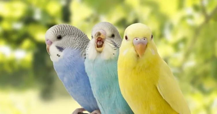 Muhabbet Kuşu Nasıl Konuşturulur ve Eğitilir? Erkek Ve Dişi Muhabbet Kuşları Konuşturma Teknikleri