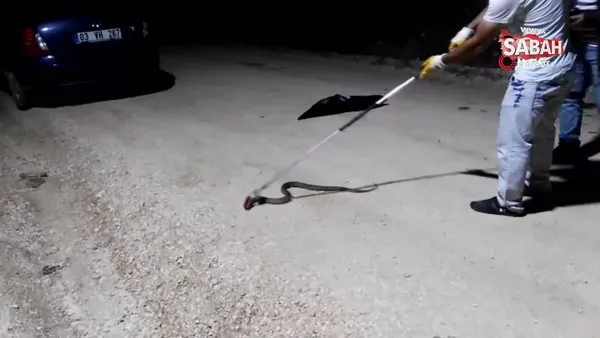 Tavuğun altından yumurta almaya çalışan adam neye uğradığını şaşırdı...1,5 metrelik engerek yılanı yakaladı | Video