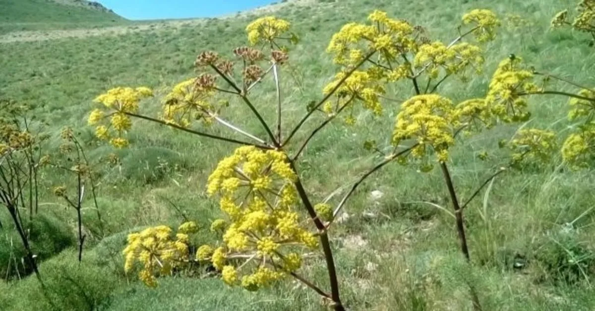caksir otu faydalari nelerdir ne ise