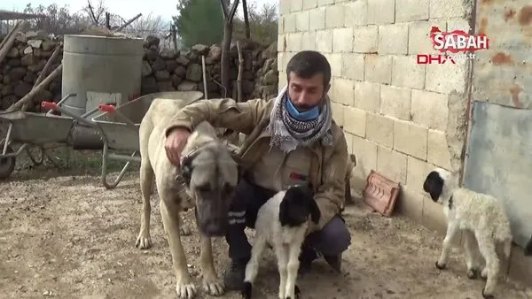 Gaziantep'te kuzuya annelik yapan kangal köpeğinin yürekleri ısıtan görüntüleri kamerada | Video