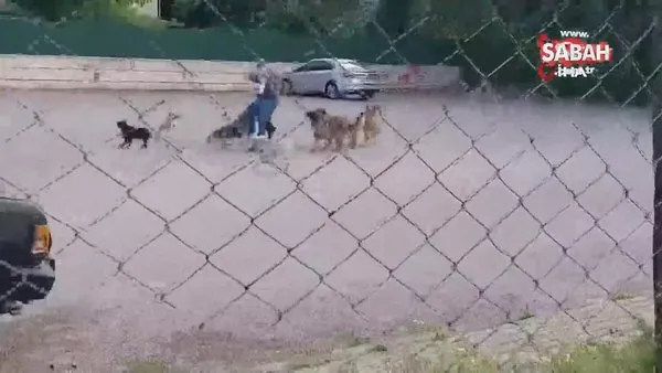 Sokak ortasında 10 köpeğin saldırısına uğradı | Video