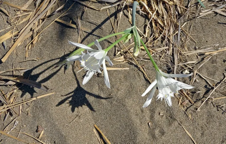 Aman dikkat: Bu çiçeği koparmanın cezası bir servete mal oluyor!