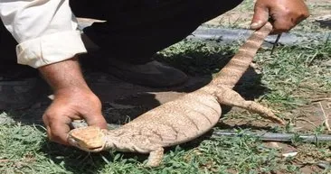 sabah