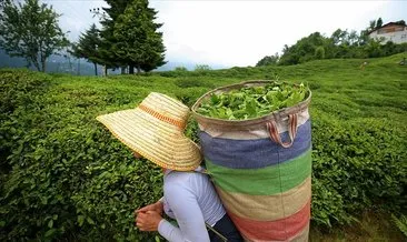 Türk çayının geleceğini koruyacak Ulusal Çay Gen Havuzu açıldı