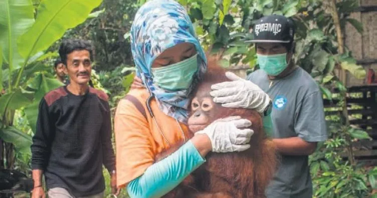 Orangutanlara özgürlük