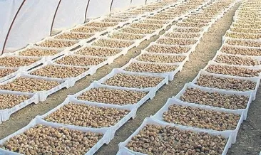 Kuru incir seferberliği