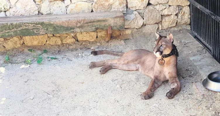 Pumalı silah çetesi