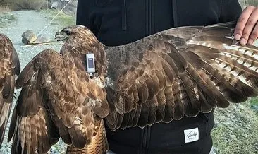 Bozkır şahini 48 bin km kanat çırptı #igdir