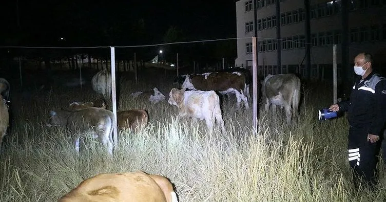 Kaybolan inek sürüsü üniversite yerleşkesine girdi