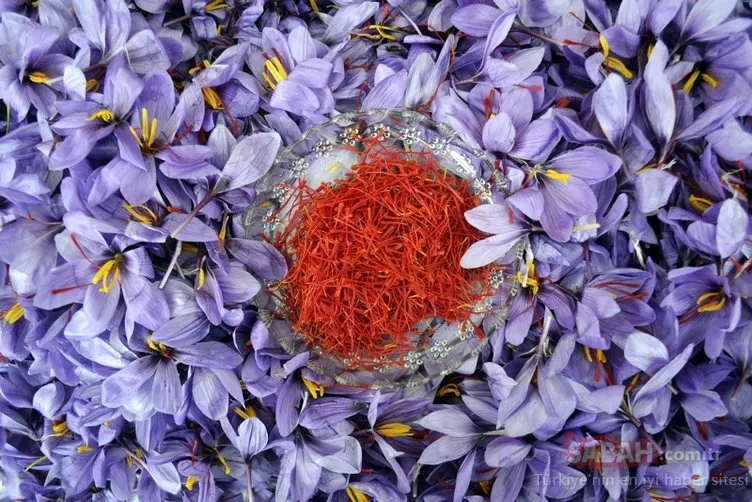 'Kırmızı altın' hasadı başladı!