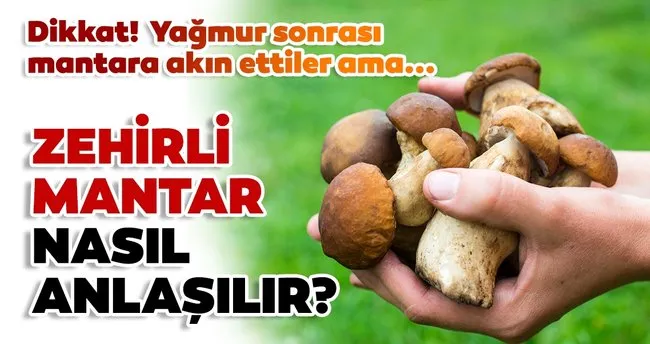 Zehirli mantar anlaşılabilir mi? Zehirli mantar nasıl anlaşılır?