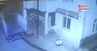 Giresun’da aç kalıp mahalleye inen ayı güvenlik kamerasında | Video