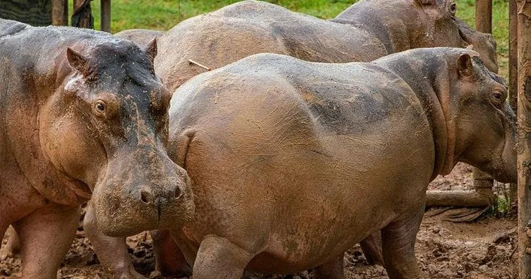 Escobar’ın suaygırları kısırlaştırıldı