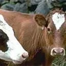 Hastalığın bulaşıcı olduğu açıklandı