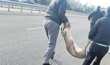 Yaralı ceylanı kaçıranlara ceza