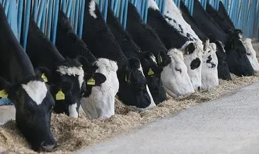 Türkiye’de inek sütü üretimi rekor düzeye ulaştı