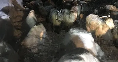 Mezrada mahsur kalan çoban ve koyun sürüsünün imdadına Büyükşehir'in TİSKİ ekibi yetişti #trabzon