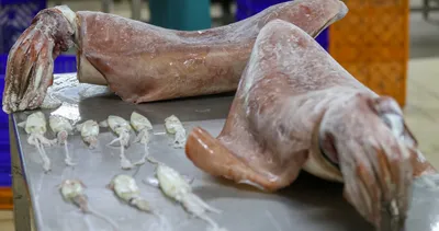 Ege’de korkutan av! Balıkçılar bile inanamadı ’35 yıldır ilk defa görüyorum’