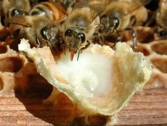 Cildinizi arı sütü ile arındırın