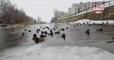 Yeşilbaşlı gövel ördeklerden Çoruh Nehri’nde görsel şölen | Video