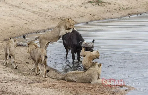 Doğada vahşi mücadele