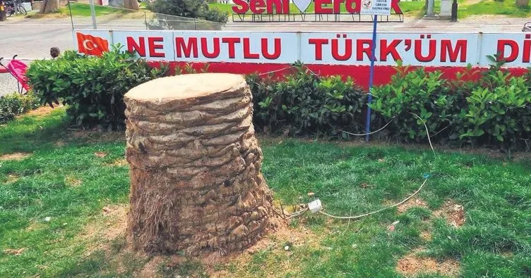 Balıkesir’de ağaç katliamı