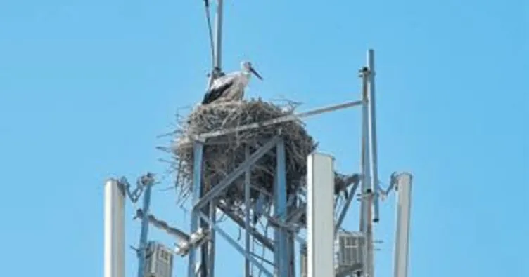 Leylek yuvasında ‘baz’ tehlikesi
