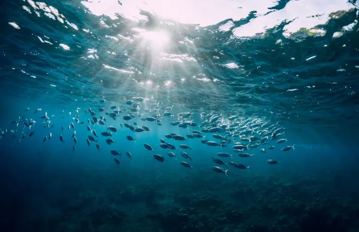 DENİZ TABANININ %99,999’U HALA KEŞFEDİLMEDİ