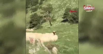 Kangal köpeği, sürüye yaklaşan ayıyı böyle kovaladı | Video