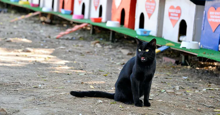 Kedilere renkli yaşam merkezi