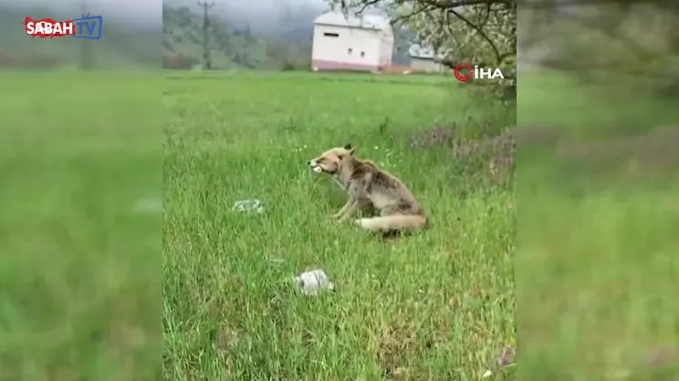 Tilkiyi börekle böyle besledi | Video