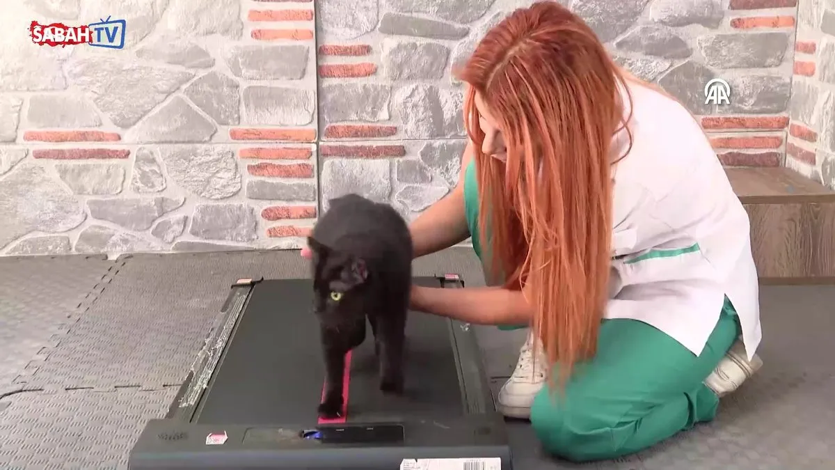 4 yıl önce sağ gözünü kaybetmiş, omurgasında kırıklar oluşmuştu! 'Zeytin' engelleri aştı | Video