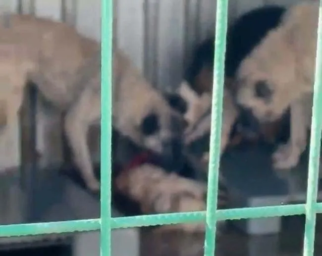 SON DAKİKA... Bursa’da aç kalan köpekler birbirini yemişti: CHP’li belediyenin barınağında kan donduran mama gerçeği!